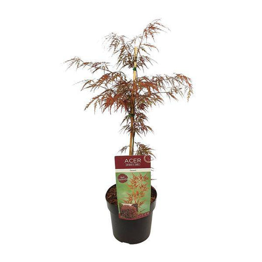 Fächerahorn - Acer palmatum. 'Granat' - Ø19cm - ↕40cm 