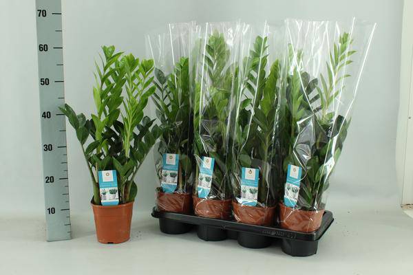 Glücksfeder Zamioculcas – Ø14cm – 65cm hoch – Pflegeleichte Zimmerpflanze – Robust & luftreinigend 