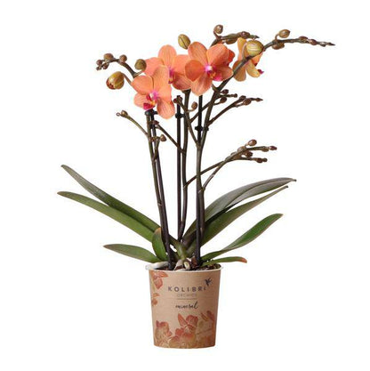 Phalaenopsis Orchidee „Mineral Bolzano“ – Orange – Ø9cm – Blühende Zimmerpflanze mit 2–3 Zweigen – Leuchtender Farbakzent 