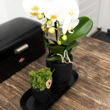 Ovales Tablett Schwarz – Ø30cm x 13cm – Metall-Deko-Tablett für Pflanzensets, Orchideen & Wohnaccessoires – Stilvoller Pflanzenuntersetzer 