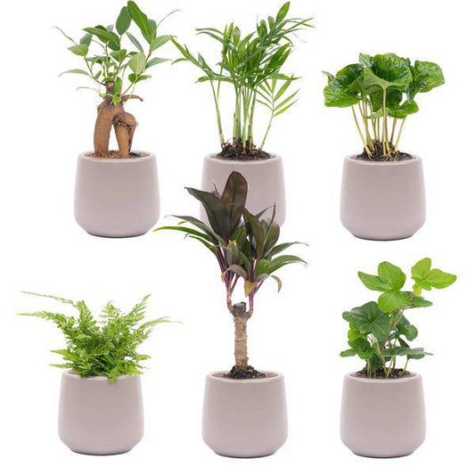 Zimmerpflanzen Set – 6 Pflanzen + Keramiktopf „Joey“ Grau Matt – Mini Urban Jungle – Pflegeleicht – Hedera, Farn, Bonsai u.a. – Topf Ø8 cm 