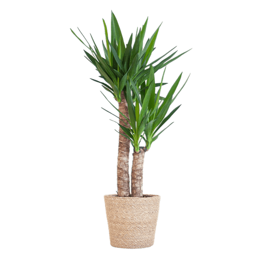Yucca Elephantipes – Riesen-Palmlilie – Zimmerpflanze – 90 cm hoch – Ø21 cm – inkl. Korb Sofia Natur – pflegeleicht, robust, dekorativ 