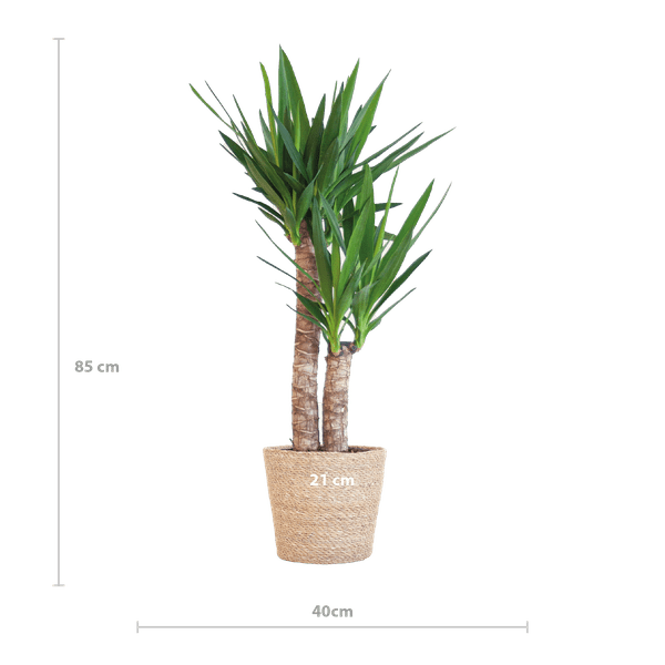 Yucca Elephantipes – Riesen-Palmlilie – Zimmerpflanze – 90 cm hoch – Ø21 cm – inkl. Korb Sofia Natur – pflegeleicht, robust, dekorativ 