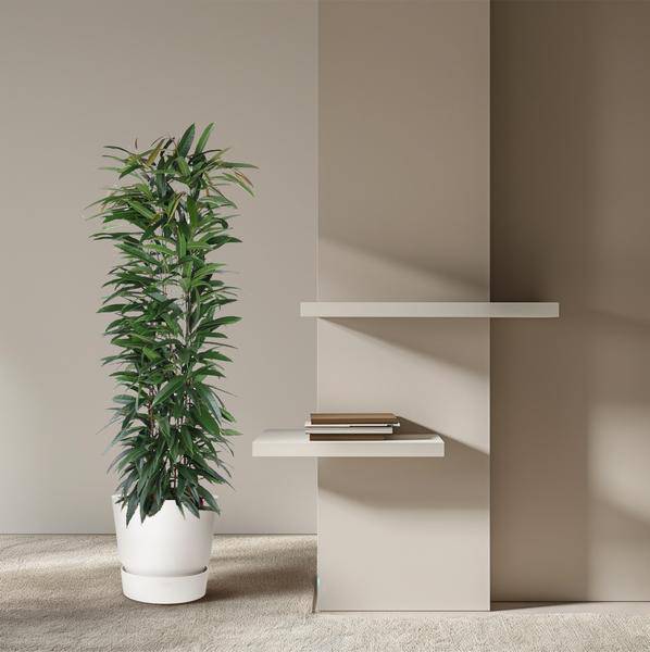 Schmalblättrige Birkenfeige – Ficus Alii King 150cm – Ø29cm – Zimmerpflanze mit langen dunkelgrünen Blättern – Elegante Dekopflanze für Wohnzimmer, Büro & Wintergarten – Pflegeleicht 