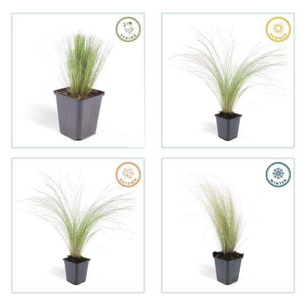 Federgras – Stipa tenuissima 'Pferdeschwänze' – ↕10-25cm – Ø9cm – 6 Pflanzen – Luftiges Ziergras – Sonne – Pflegeleicht – Blühend von Mai bis Septembe 