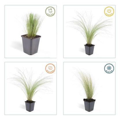 Federgras – Stipa tenuissima 'Pferdeschwänze' – ↕10-25cm – Ø9cm – 6 Pflanzen – Luftiges Ziergras – Sonne – Pflegeleicht – Blühend von Mai bis Septembe 