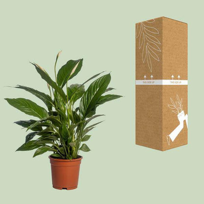 Einblatt - Spathiphyllum Vivaldi - Zimmerpflanze - Ø17cm - ↕70cm 