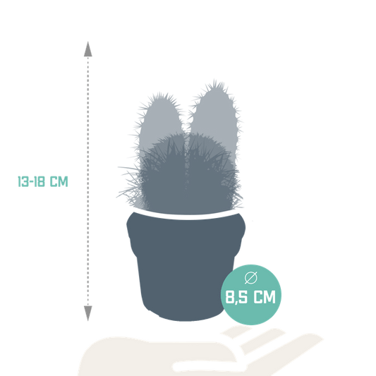Kakteen Mix - Zimmerpflanzen - 8,5 cm - 3 Stück 