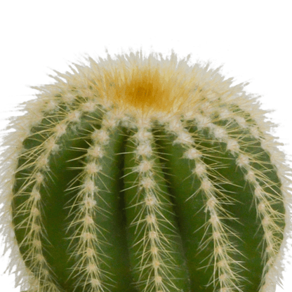 Kaktus - Bolcactus - Mix - Zimmerpflanze - 8,5 cm 