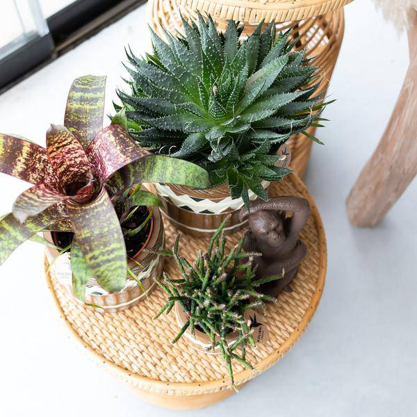 Ornament Dekoskulptur Sitzender Affe – Braun – Handgefertigte Polystone-Figur – 13cm – Dekoration für Zuhause & Pflanzenarrangements 