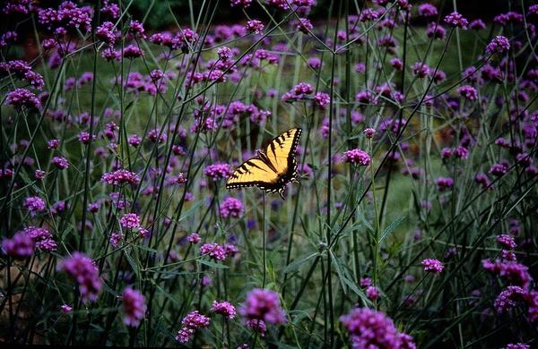 Verbena bonariensis – 6 Pflanzen – Patagonisches Eisenkraut – Lila Blüten – Schmetterlings- & Bienenfreundlich – Pflegeleicht & Winterhart 