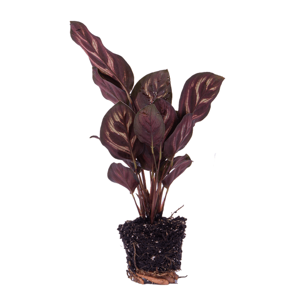 Calathea Makoyana – Pfauenpflanze – Terrarienpflanze – dekoratives Blattmuster 