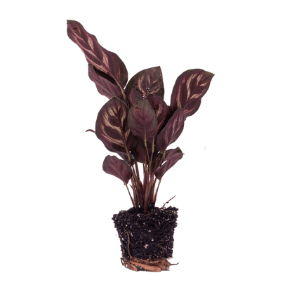 Calathea Makoyana – Pfauenpflanze – Terrarienpflanze – dekoratives Blattmuster 