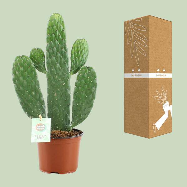 Feigenkaktus – Opuntia Rubescens Consolea – Zimmerpflanze – Ø12 cm Topf – ca. 35 cm hoch – Pflegeleicht & dekorativ – Kaktus für Wohnung & Büro 