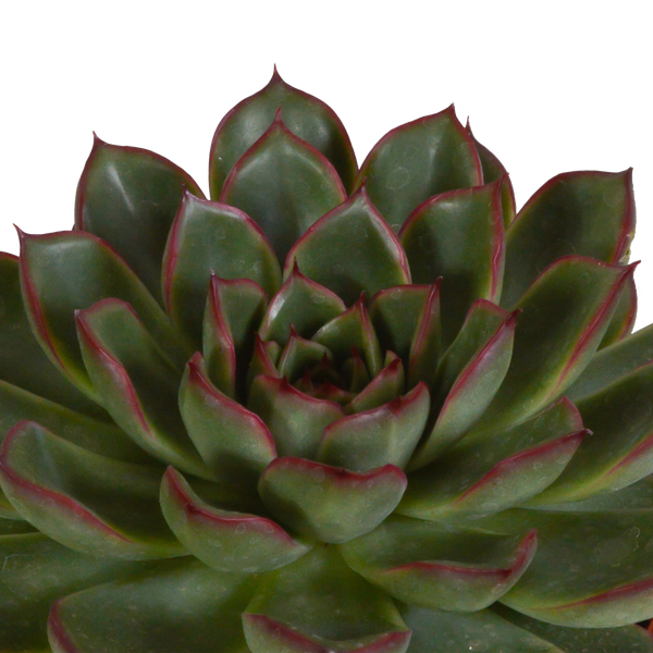 Steinrose - Echeveria - Mix - 10,5 cm - 3 Stück - im weißen Topf 
