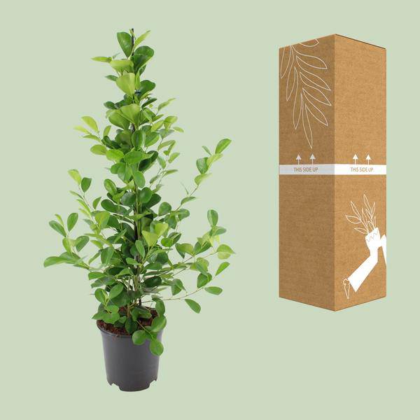 Chinesische Feige - Ficus microcarpa Moclame - Zimmerpflanze - Ø21cm - ↕95cm 