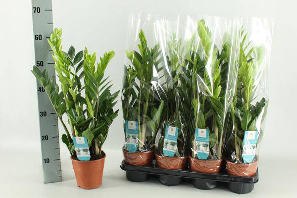 Glücksfeder Zamioculcas – Zimmerpflanze – Ø14cm – 65cm hoch – Pflegeleicht & robust – Ideal für Wohnzimmer & Büro 