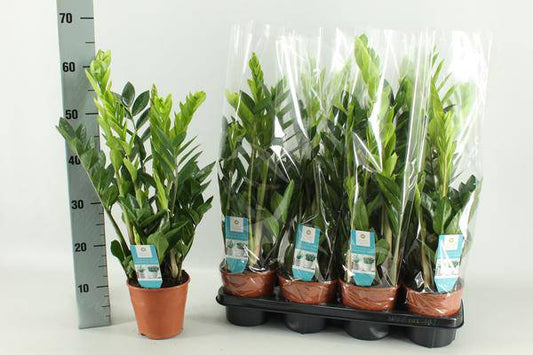 Glücksfeder Zamioculcas – Zimmerpflanze – Ø14cm – 65cm hoch – Pflegeleicht & robust – Ideal für Wohnzimmer & Büro 