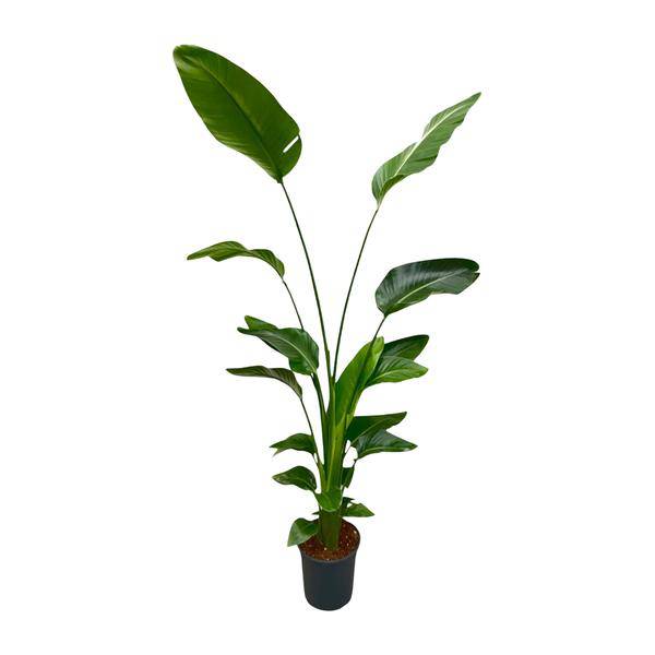 Baum-Strelitzie – Strelitzia Nicolai – Zimmerpflanze 175cm – Ø24cm – Weißer Paradiesvogel mit großen grünen Blättern – Exotische tropische Kübelpflanze für Innen & geschützte Außenbereiche 