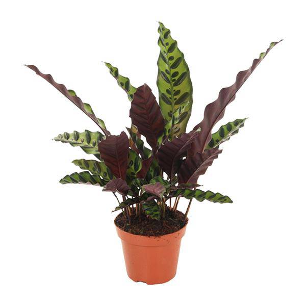 Lanzenblättrige Korbmarante - Calathea Insignis - Zimmerpflanze - Ø12cm - ↕50cm 