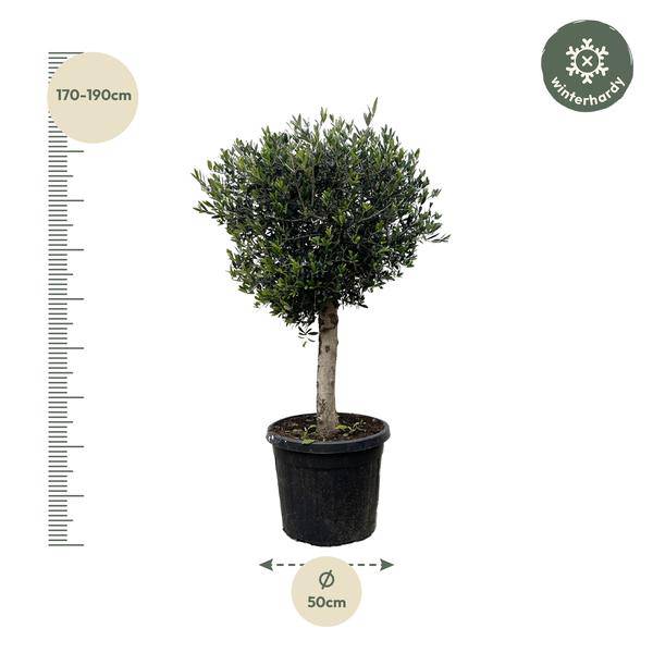 Olivenbaum – Olea Europaea Lorc 180cm – Ø50cm – Mediterrane Kübelpflanze mit silbergrünen Blättern – Edler Olivenbaum für Garten, Terrasse, Balkon & Wintergarten – Pflegeleicht 