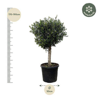 Olivenbaum – Olea Europaea Lorc 180cm – Ø50cm – Mediterrane Kübelpflanze mit silbergrünen Blättern – Edler Olivenbaum für Garten, Terrasse, Balkon & Wintergarten – Pflegeleicht 