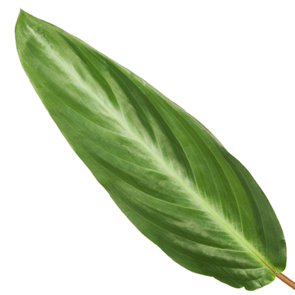 Calathea Stripestar – Korbmarante – Ø12cm – 40cm hoch – Zimmerpflanze mit dekorativen Blättern – Luftreinigend & pflegeleicht 
