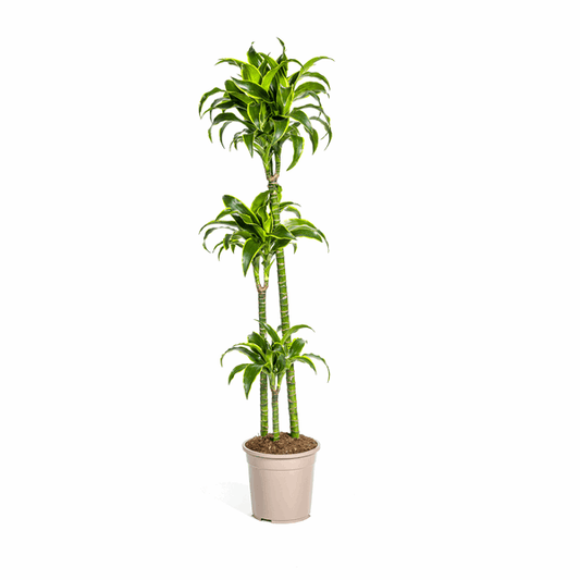 Dracaena Deremensis Dorado – Drachenbaum – Ø24cm – ↕120-140cm – Elegante Zimmerpflanze mit dunkelgrünen Blättern & gelbem Rand – Pflegeleicht & luftreinigend 