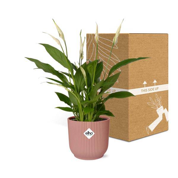 Einblatt - Spathiphyllum Torelli - Zimmerpflanze - 12cm + Topf Vibes Fold 14cm Rosa 