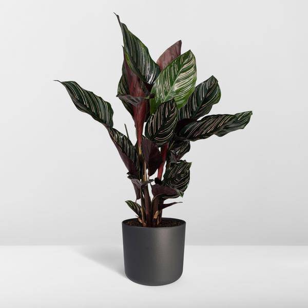 Korbmarante Calathea Ornata – Zimmerpflanze Ø14cm – ca. 50cm hoch – Exotische Blattzeichnung – Pflegeleichte Zimmerpflanze für Zuhause & Büro 