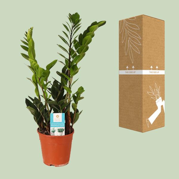 Glücksfeder Zamioculcas Zamiifolia – Zimmerpflanze im Ø14 cm Topf – ca. 45 cm hoch – Pflegeleicht & luftreinigend – Ideal für Halbschatten & wenig Licht 
