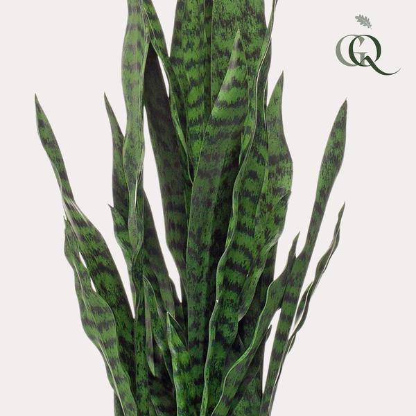 Kunstpflanze - Sanseveria schwarze Koralle - Frauernzunge - 97 cm 