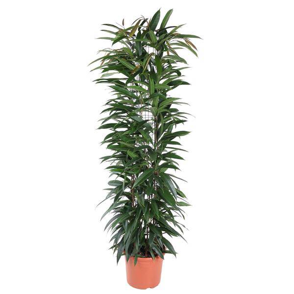 Schmalblättrige Birkenfeige – Ficus Alii King 150cm – Ø29cm – Zimmerpflanze mit langen dunkelgrünen Blättern – Elegante Dekopflanze für Wohnzimmer, Büro & Wintergarten – Pflegeleicht 