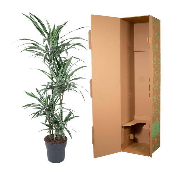 Drachenbaum – Dracaena Warneckei 150cm – Ø24cm – Zimmerpflanze mit weiß-grün gestreiften Blättern – Pflegeleichte Grünpflanze für Wohnzimmer, Büro & Wintergarten 