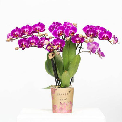 Phalaenopsis Orchidee Lilac Morelia – Zimmerpflanze – Ø9cm – Fliederfarbene Blütenpracht 