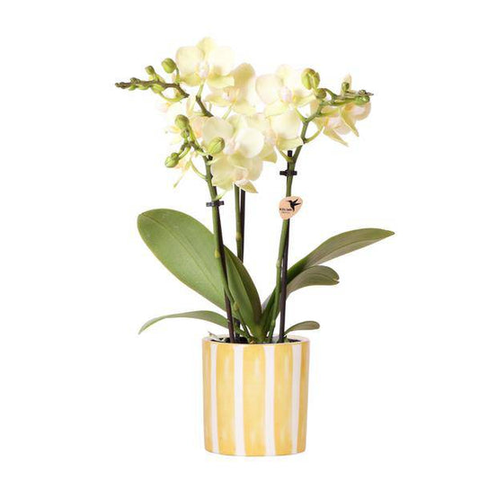 Phalaenopsis Orchidee Mexico Gelb – Zimmerpflanze Ø9cm – inkl. Painted Stripe Topf Gelb – Gelbe Multiflora-Orchidee mit 2–3 Blütenstielen – Dekoratives Pflanzenset für Wohnzimmer & Büro 