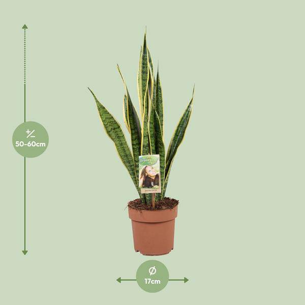 Bogenhanf - Sansevieria Trifasciata Laurentii - Zimmerpflanze - Ø17cm - ↕60cm 