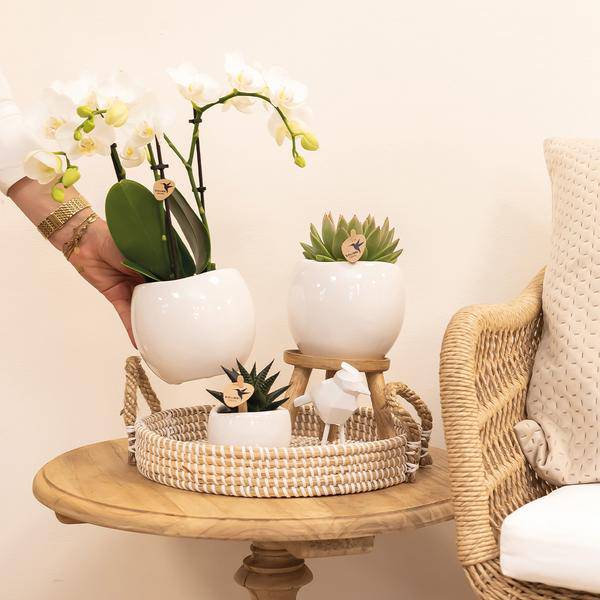 Blumentopf Bowl – Weiß – Keramik-Ziertopf Ø9cm – Handgefertigter Übertopf mit Wellenrand – Für Zimmerpflanzen & Sukkulenten 