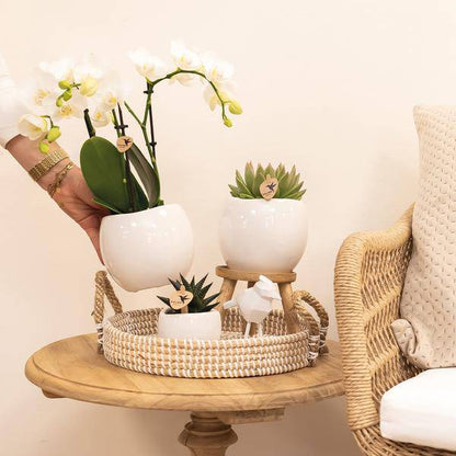Blumentopf Bowl – Weiß – Keramik-Ziertopf Ø9cm – Handgefertigter Übertopf mit Wellenrand – Für Zimmerpflanzen & Sukkulenten 