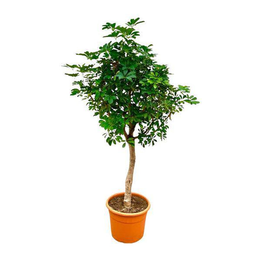 Strahlenaralie – Schefflera auf Stiel – Zimmerpflanze 210cm – Ø45cm – Immergrüne XXL-Grünpflanze mit handförmigen Blättern – Tropische Kübelpflanze für Wohnzimmer & Büro – Pflegeleicht 