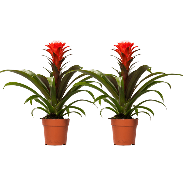 Guzmania Hope – Bromelie – 2 Zimmerpflanzen Ø12cm – ca. 40cm hoch – Tropische Blühpflanze mit leuchtend gelber & roter Blüte – Exotische Dekopflanze für Wohnzimmer, Büro & Schlafzimmer 
