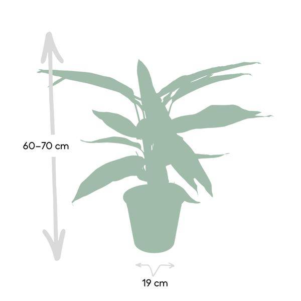 Calathea Triostar – Ø17cm x H60cm – Tropische Zimmerpflanze mit rosa-grün-weißem Blattmuster – Pflegeleicht – Für indirektes Licht – Luftreinigend 