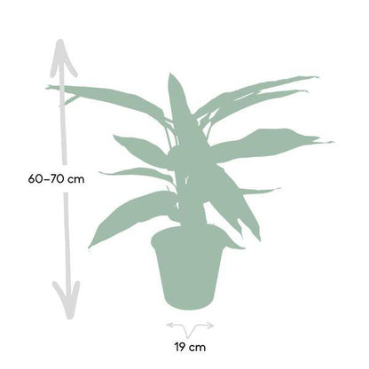Calathea Triostar – Ø17cm x H60cm – Tropische Zimmerpflanze mit rosa-grün-weißem Blattmuster – Pflegeleicht – Für indirektes Licht – Luftreinigend 