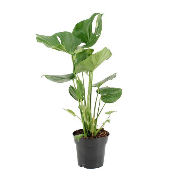 Köstliches Fensterblatt - Monstera Deliciosa - Zimmerpflanze - Ø17cm - ↕60cm 