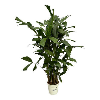 Fischschwanzpalme – Caryota Mitis – Tropische Zimmerpflanze ↕120cm – Ø19cm – Exotische Palme mit gefiederten Blättern – Elegante Grünpflanze für Wohnzimmer, Büro & Bad 