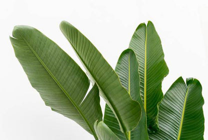 Baum-Strelitzie – Strelitzia Augusta mehrstämmig XXL – 225cm – Ø40cm – Weißer Paradiesvogel – Große Zimmerpflanze für Wohnzimmer, Büro & Wintergarten 