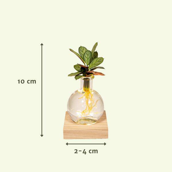 Calathea Hydroponie-Mischung im Samoa Glas mit LED Beleuchtung – Ø12cm – 10cm hoch – pflegeleichte Zimmerpflanze ohne Erde – dekoratives grünes Laub 