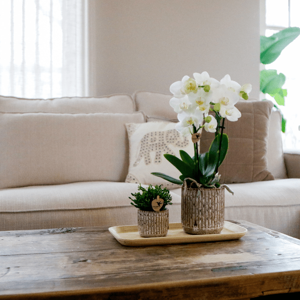 Phalaenopsis Orchidee Amabilis Weiß – Geschenkset mit Jaguar Ziertöpfen, Grünpflanze & Bambustablett – elegantes Orchideen Arrangement für Zuhause & Büro 