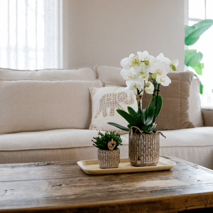 Phalaenopsis Orchidee Amabilis Weiß – Geschenkset mit Jaguar Ziertöpfen, Grünpflanze & Bambustablett – elegantes Orchideen Arrangement für Zuhause & Büro 