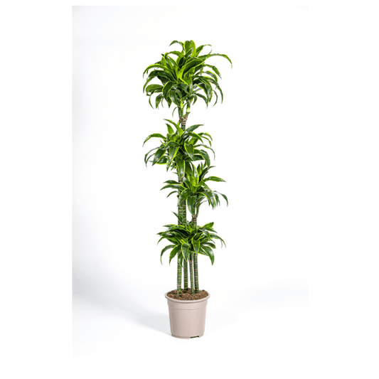 Drachenbaum Dracaena Deremensis Dorado – Zimmerpflanze – Ø27cm Topf – 180 cm Höhe – Elegante, langlebige Blattpflanze 